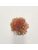 Koberce - FdS Band 0 Botanical Silk Contract (TT) - FERR-BOTSILKTT - TT156 Royal Amber