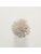 Koberce - FdS Band 0 Botanical Silk Contract (TT) - FERR-BOTSILKTT - TT166 Tapioca