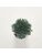 Koberce - FdS Band 0 Botanical Silk Contract (TT) - FERR-BOTSILKTT - TT168 Cactus Green