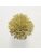 Koberce - FdS Band 0 Botanical Silk (T) - FERR-BOTSILKT - T19 Honey