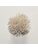 Koberce - FdS Band 0 Botanical Silk (T) - FERR-BOTSILKT - T24 Powder