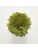 Koberce - FdS Band 0 Botanical Silk (T) - FERR-BOTSILKT - T82 Avocado