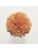 Koberce - FdS Band 0 Botanical Silk (T) - FERR-BOTSILKT - T85 Burnt Orange