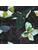 Koberce - FGI Velours Acoustic Plus 400 - OBJC-FGIVEL - Rubina 301