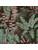 Carpets - FGI Glossy Velours Acoustic Plus 400 - OBJC-FGIGLOSSY - Jane 602