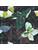 Carpets - FGI Glossy Velours Acoustic Plus 400 - OBJC-FGIGLOSSY - Rubina 301