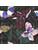 Carpets - FGI Glossy Velours Acoustic Plus 48x48 cm - OBJC-FGIGLOS48 - Rubina 0302
